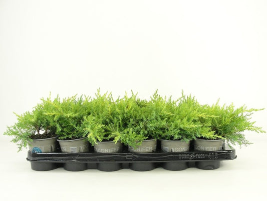 Bloemendaal, Fa.Kw. Juniperus Gold Star Pack of 18