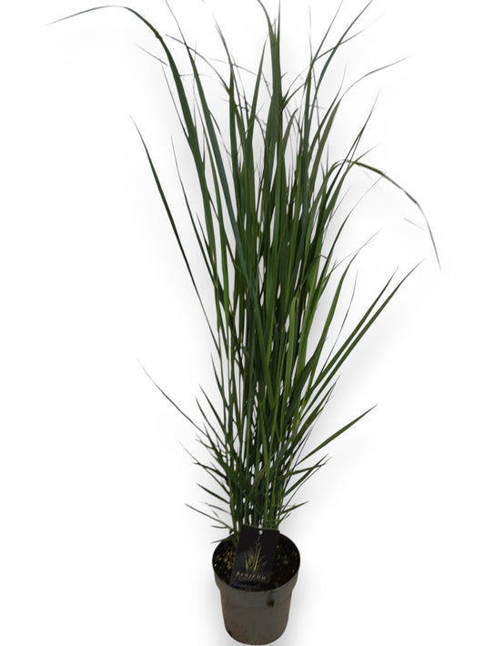Panicum virgatum 110cm 19cm Pot