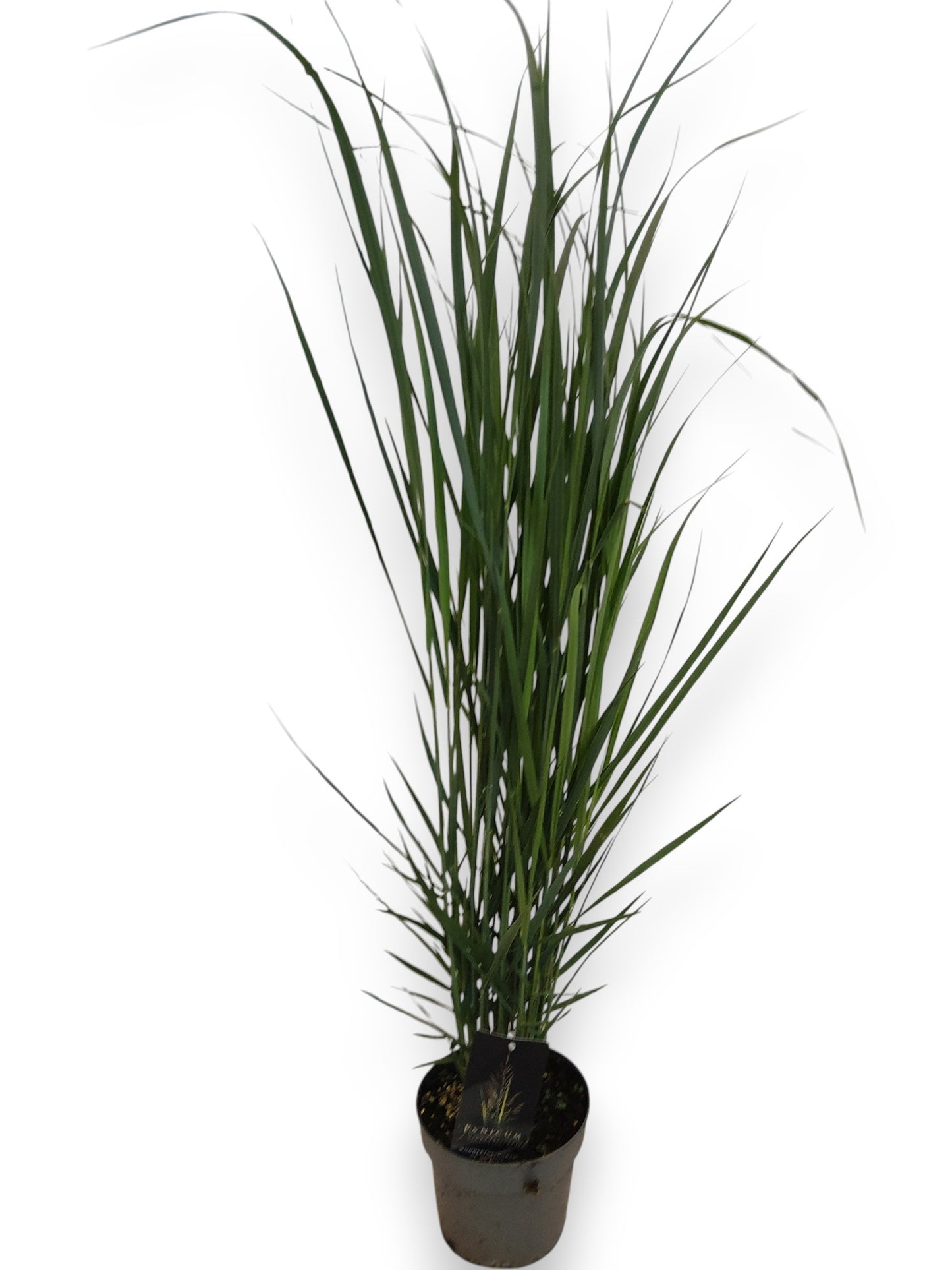 Straalen, Boomkw. JP v Panicum virgatum Pack of 1