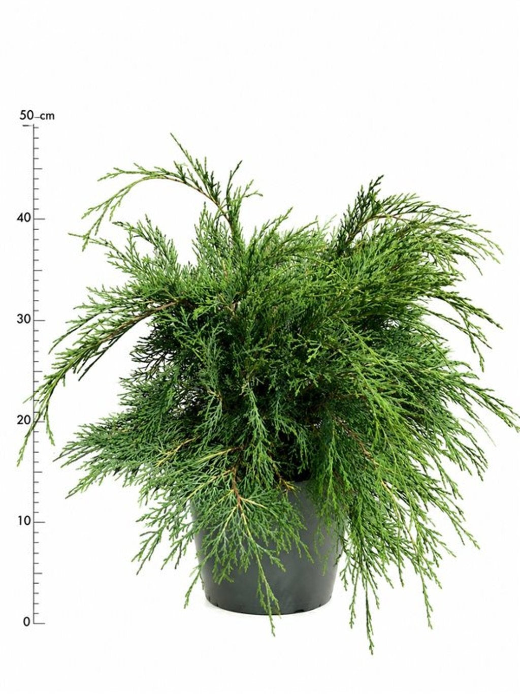 Microbiota decussata 50cm 26cm Pot