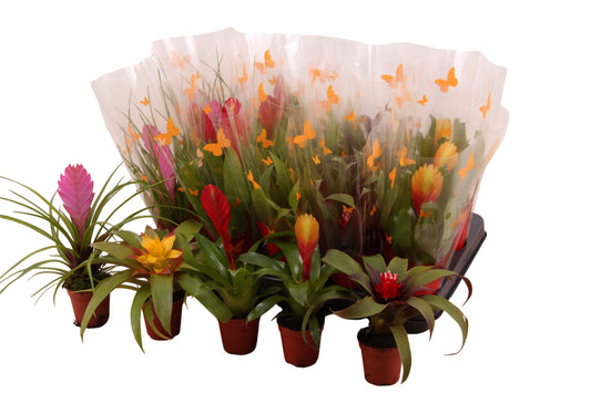 Bromelia mix 25cm 5.5cm Pot