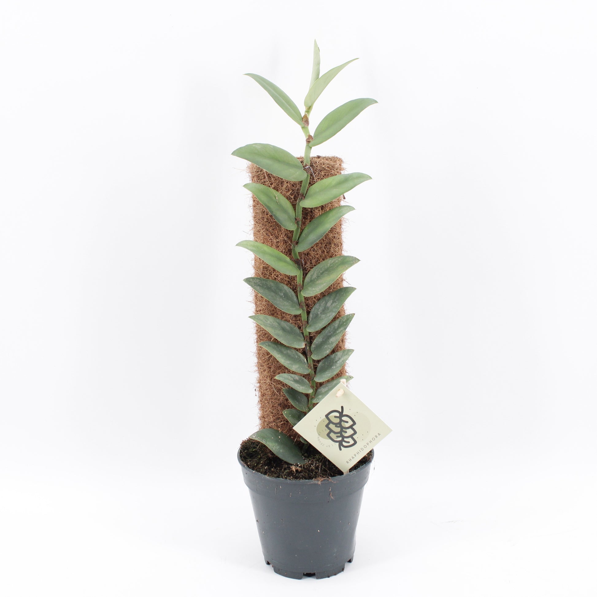 Rhaphidophora tenuis 50cm 14cm Pot