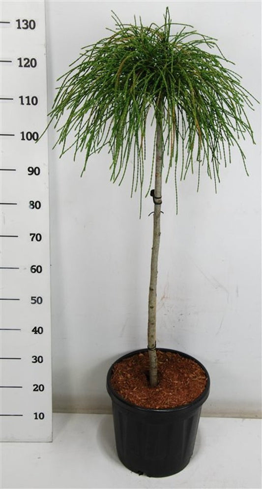 Thuja plicata Whipecord 130cm 38cm Pot