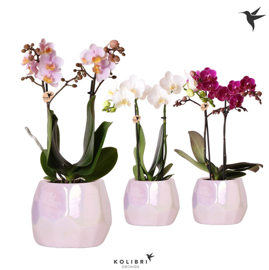 Kolibri Orchids Phalaenopsis mix 2 spike mix in Pearl pot pink 40cm 9cm Pot
