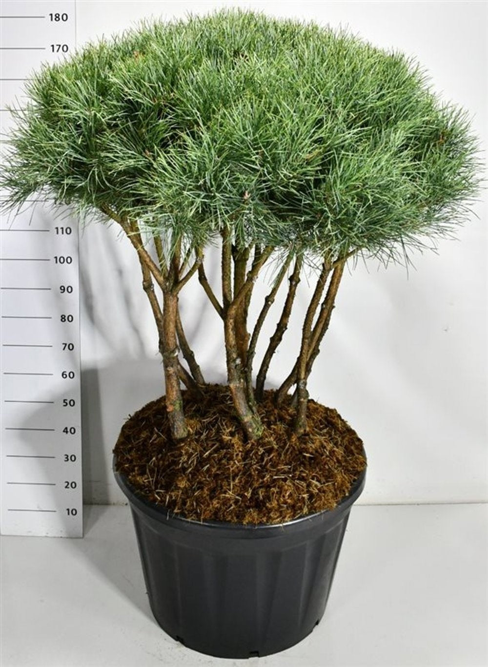 Pinus sylvestris Watereri 180cm 80cm Pot