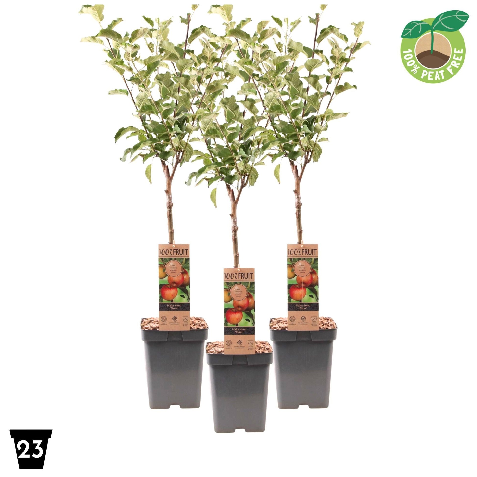 Malus Elstar van Vliet 90cm 23cm Pot