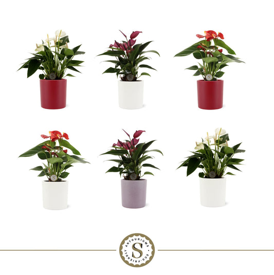 Anthurium mix 30cm 9cm Pot