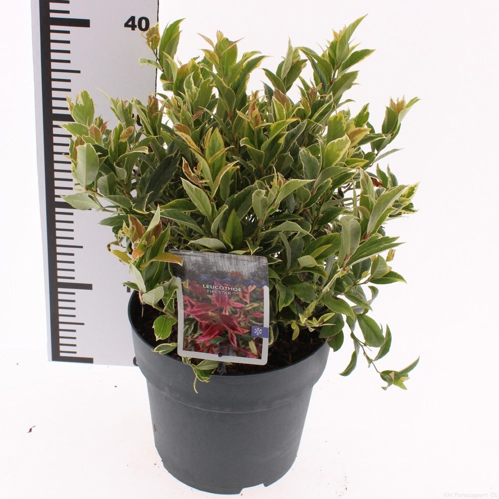Leucothoe axillaris 30cm 23cm Pot