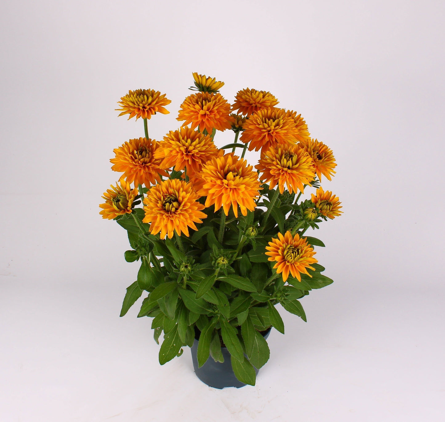 Rudbeckia Sunbeckia 60cm 19cm Pot
