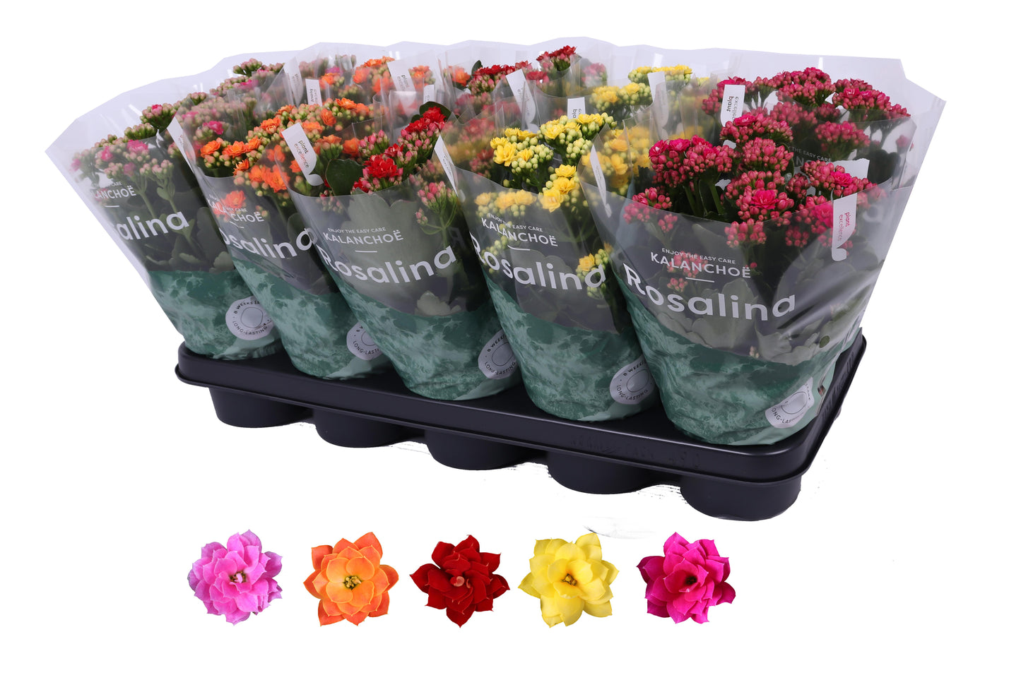 Kalanchoe Rosalina mix 27cm 12cm Pot