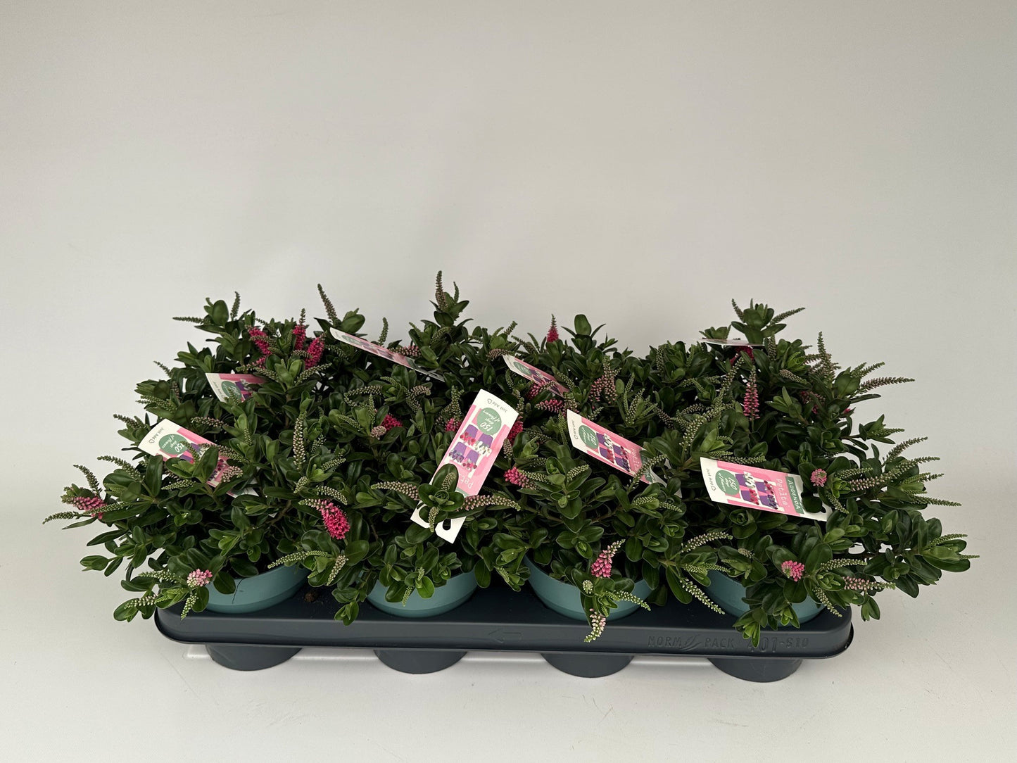 Hebe Hebepetita Pink 28cm 12cm Pot