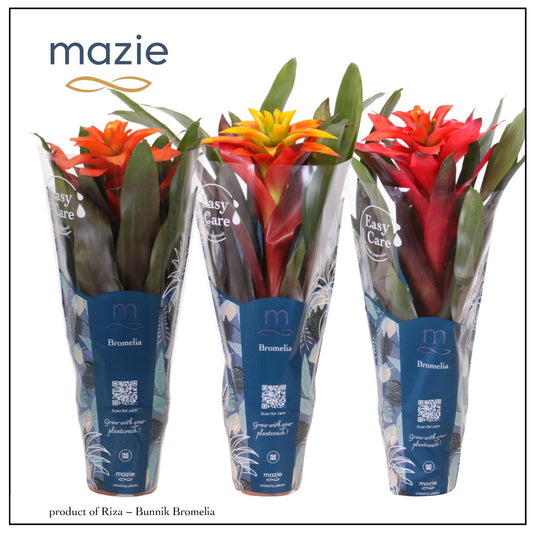 Guzmania mix 42cm 12cm Pot