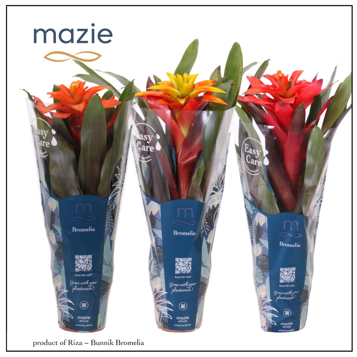 Guzmania mix 42cm 12cm Pot