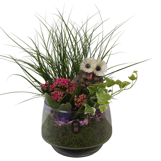 Indoor arrangement 34cm 16cm Pot