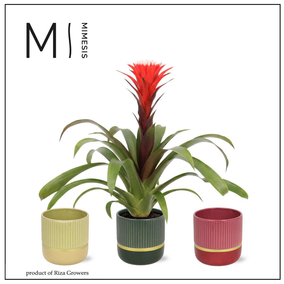 Guzmania Hope 45cm 12cm Pot