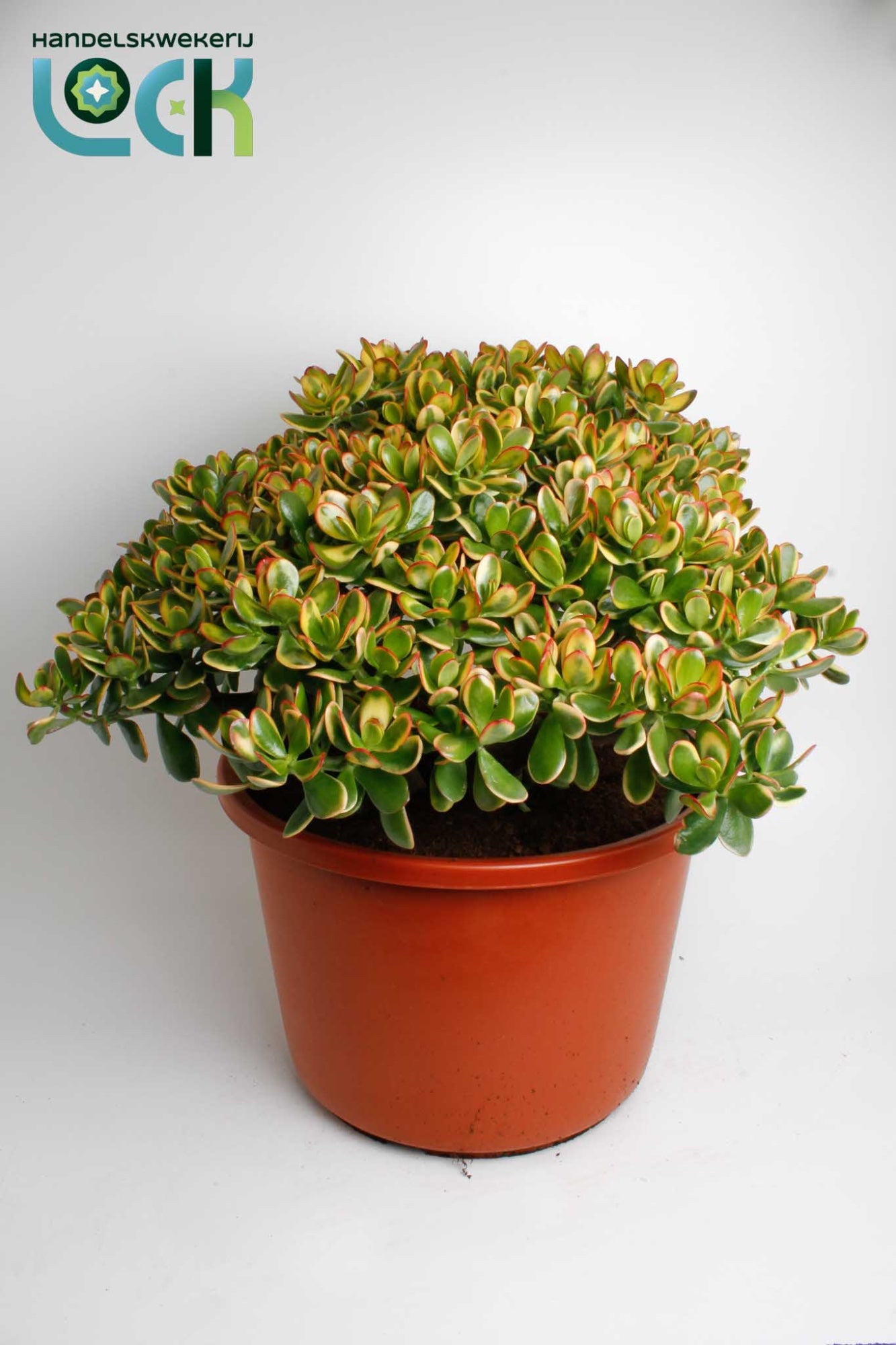 Crassula Sunset 65cm 44cm Pot