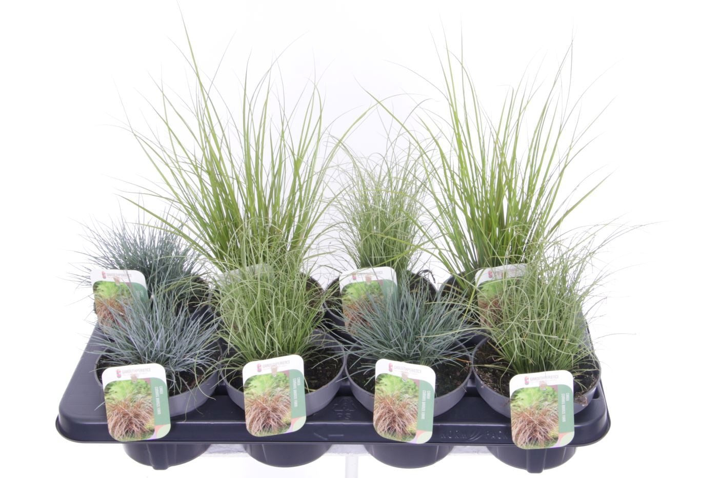 Miscanthus sinensis 45cm 13cm Pot