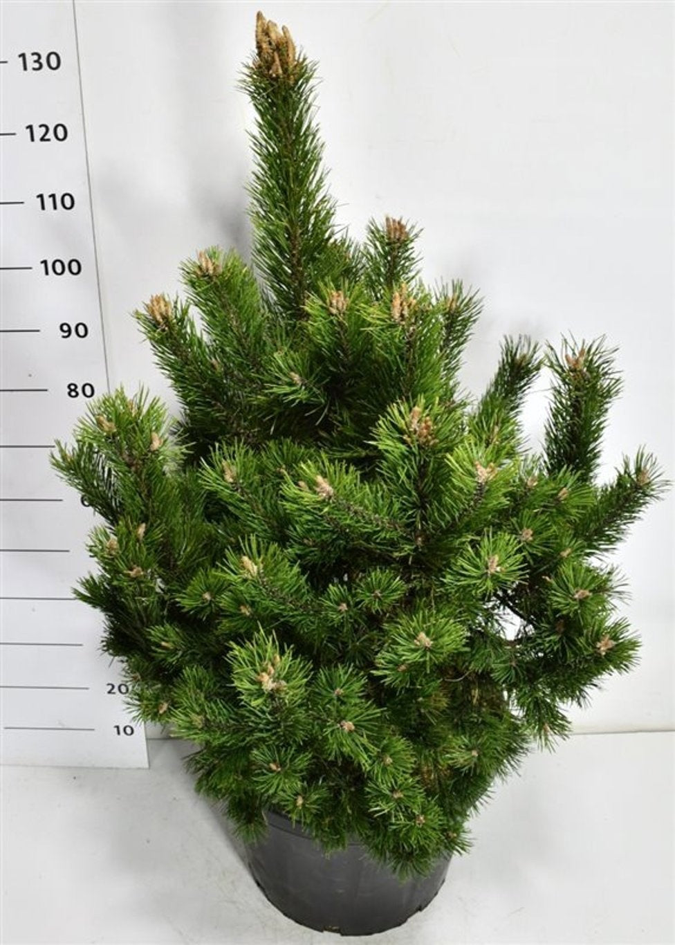 Pinus mugo Gnom 130cm 48cm Pot