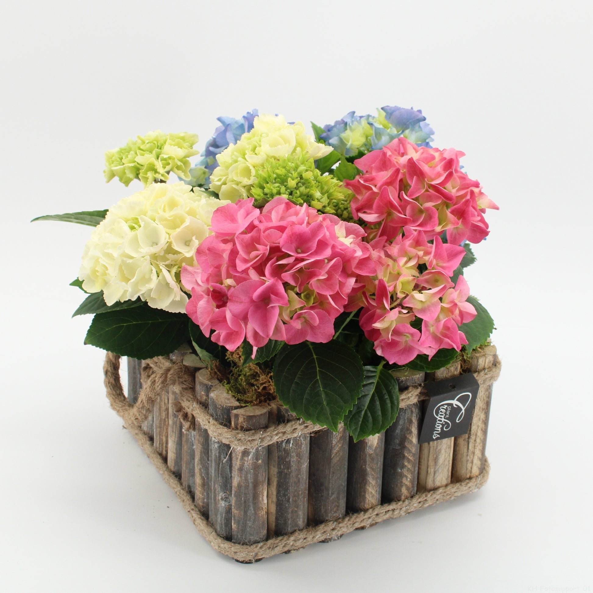 Hydrangea arrangement 30cm 23cm Pot
