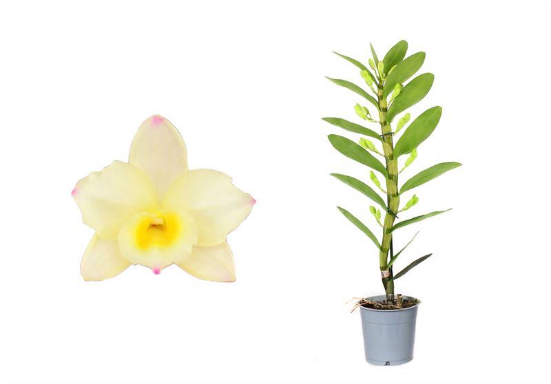 Dendrobium nob. yellow 50cm 12cm Pot