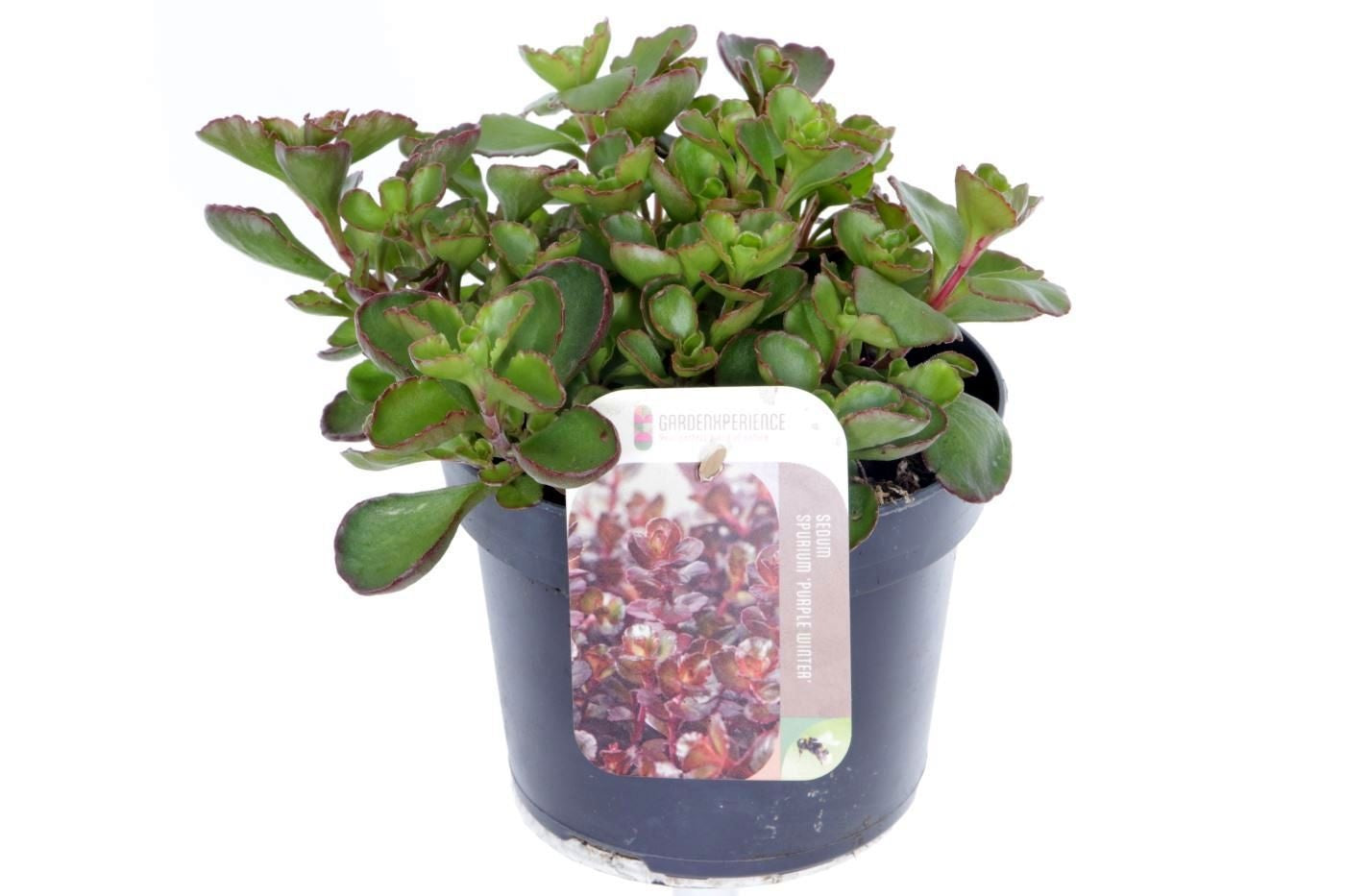 Sedum spurium 15cm 13cm Pot