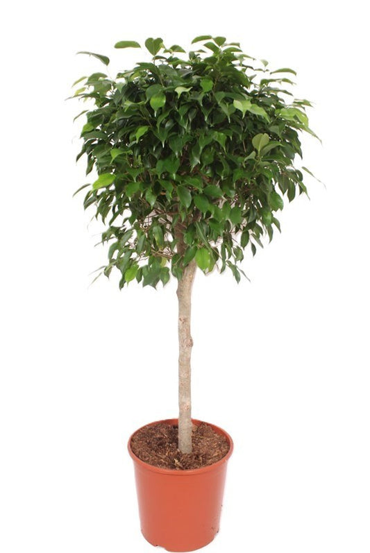 Ficus Columnar 140cm 30cm Pot