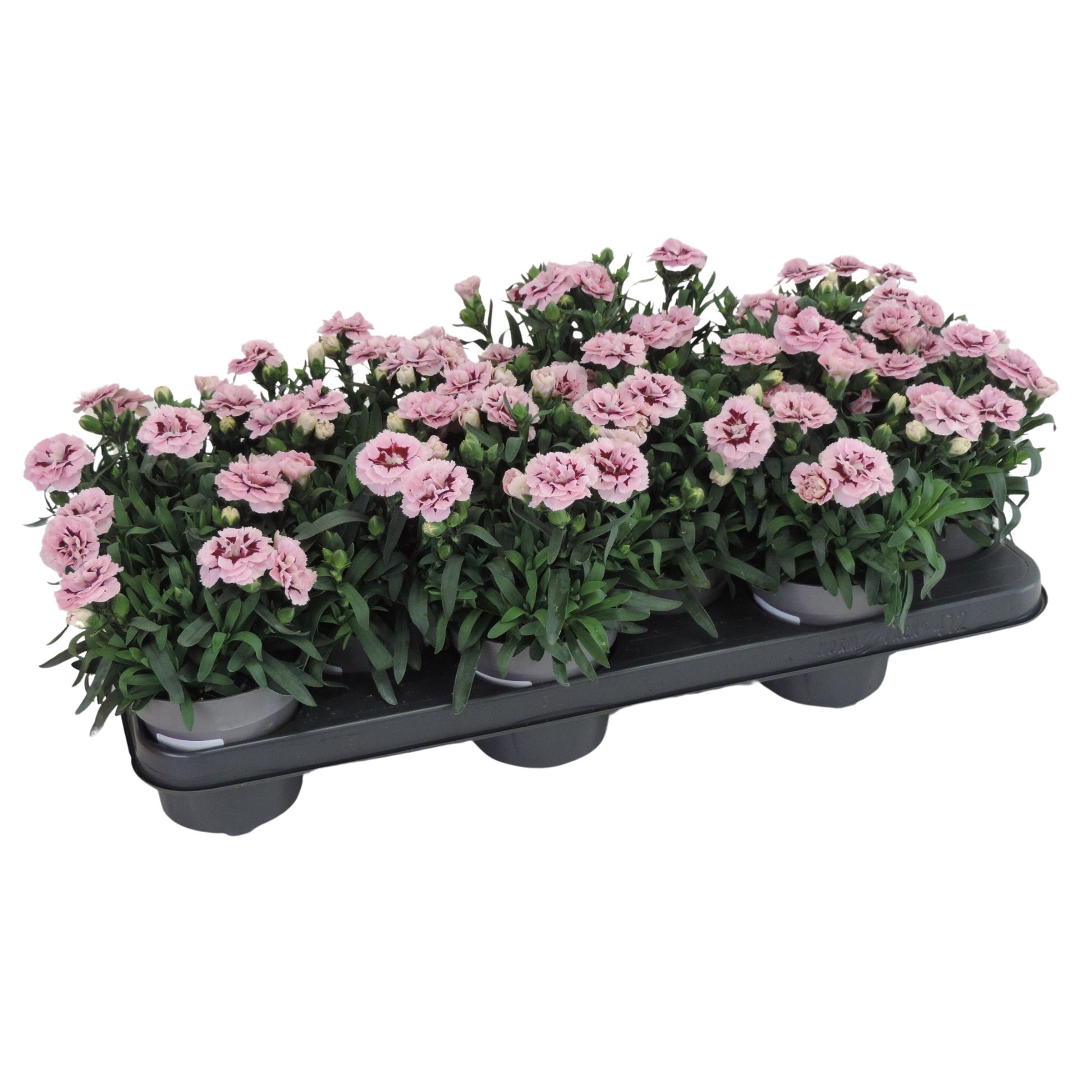 Dianthus Oscar Purple Star 20cm 510cm Pot