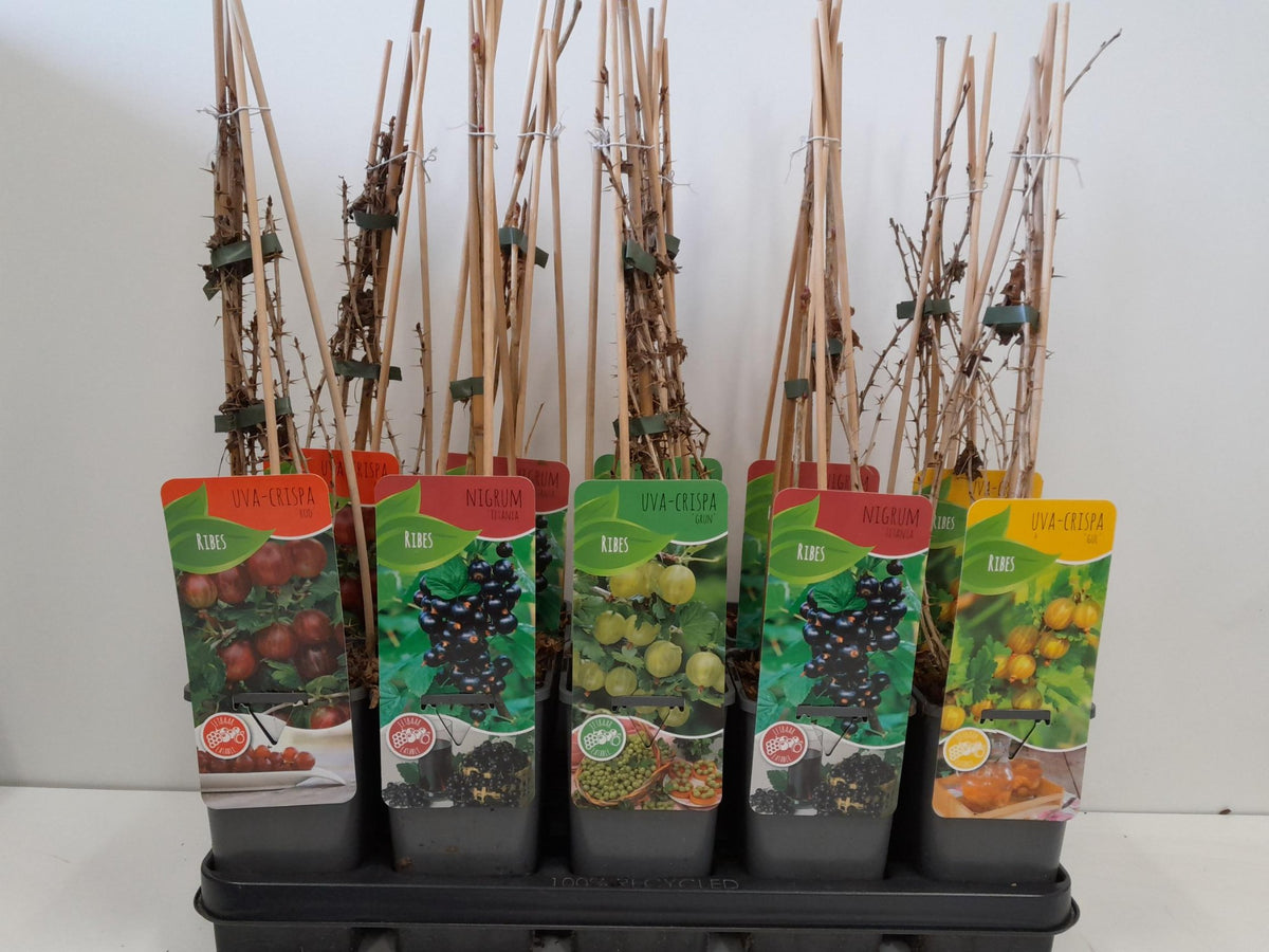 Ribes mix 60cm 14cm Pot