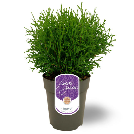 Thuja occidentalis Tiny Tim 35cm 15cm Pot