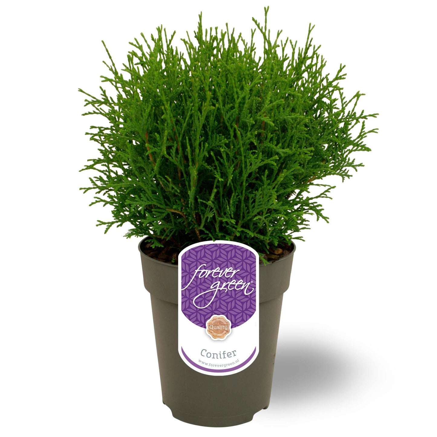 Thuja occidentalis Tiny Tim 35cm 15cm Pot
