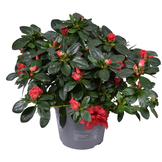 Rhododendron simsii Jimmy 28cm 13cm Pot
