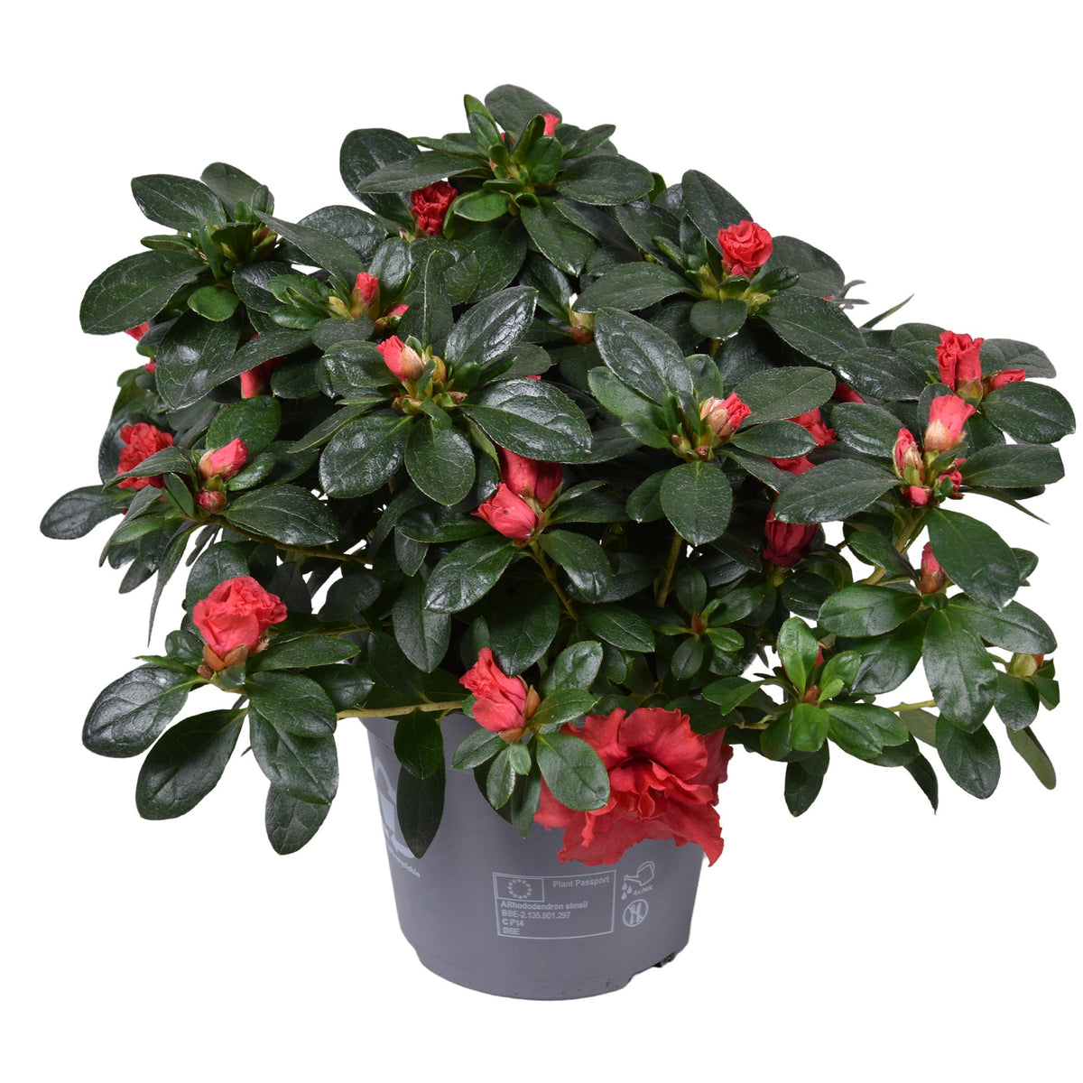Rhododendron simsii Jimmy 28cm 13cm Pot