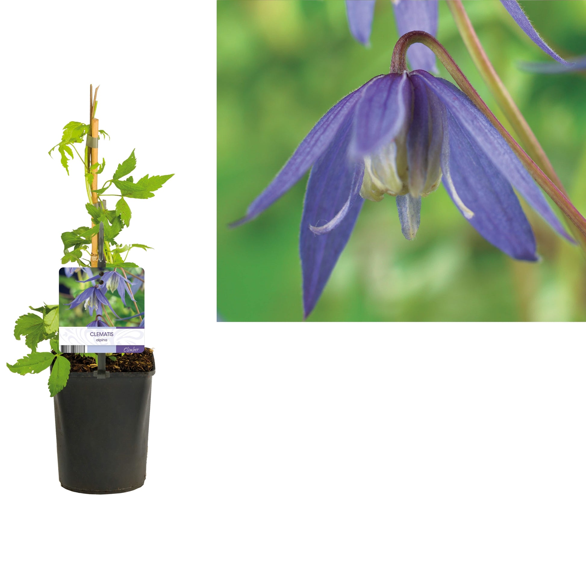 Clematis alpina 40cm 11cm Pot