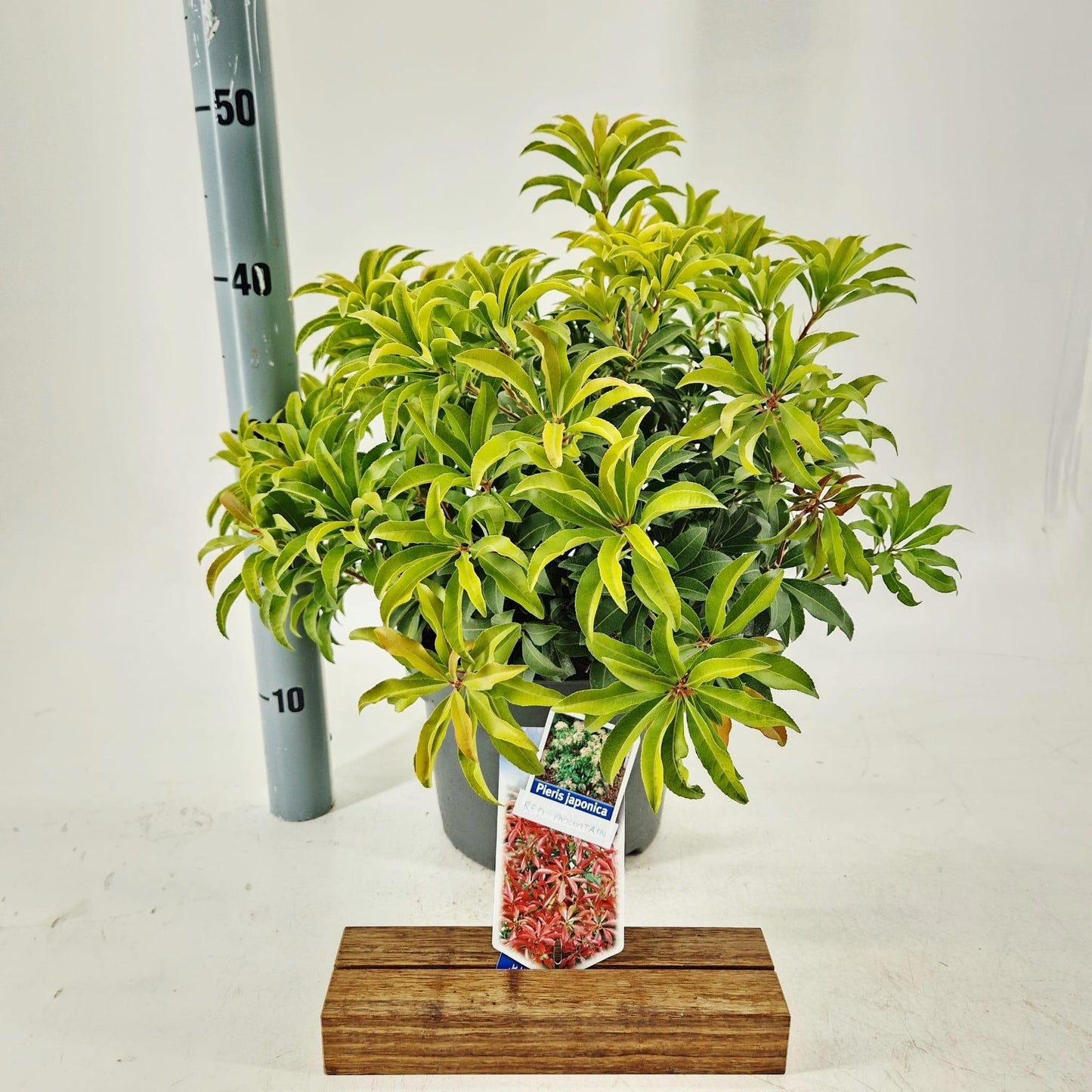 Pieris japonica Flaming Silver 45cm 23cm Pot