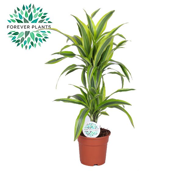 Dracaena fragrans Lemon Lime 75cm 17cm Pot