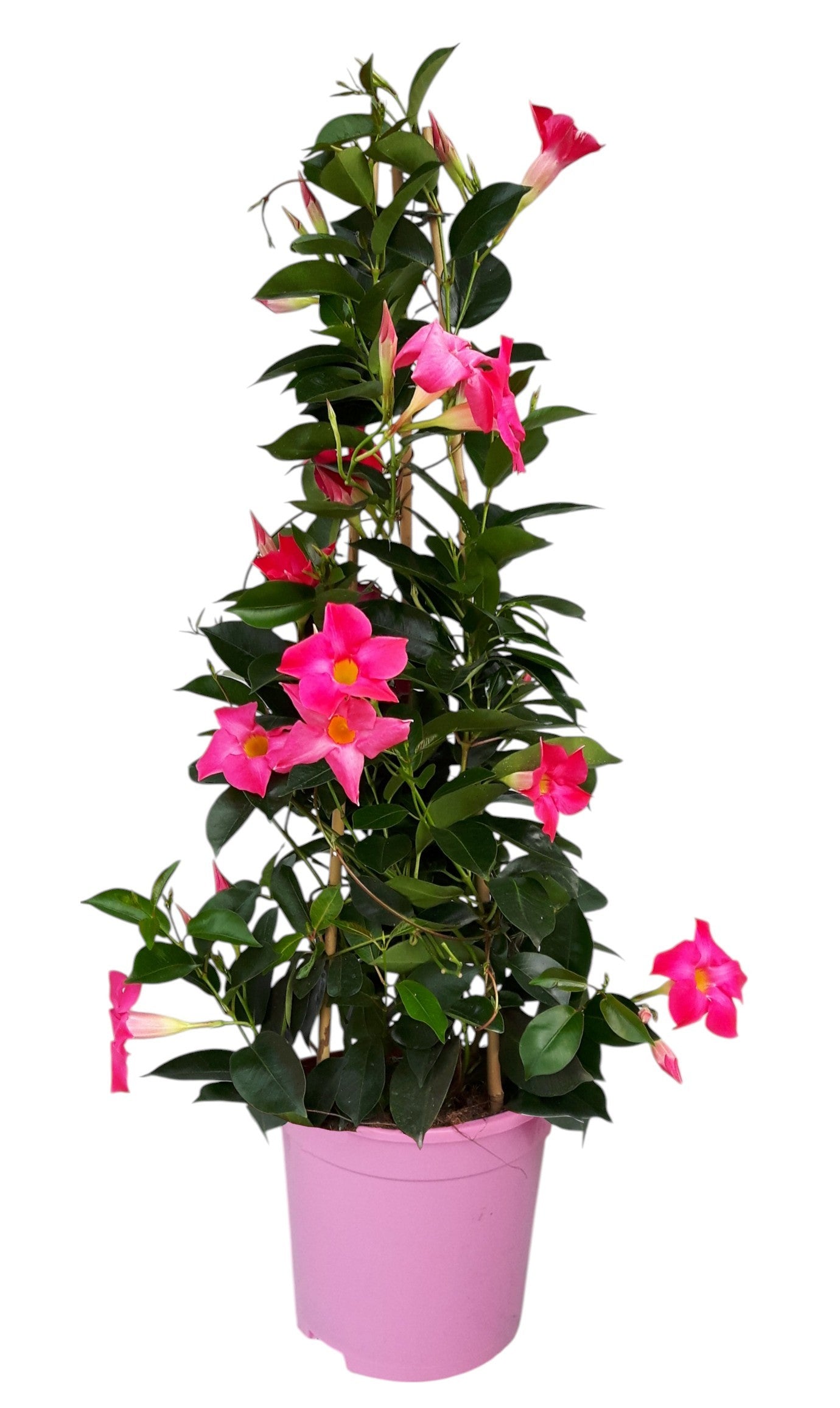 Mandevilla Rio Pink 65cm 17cm Pot