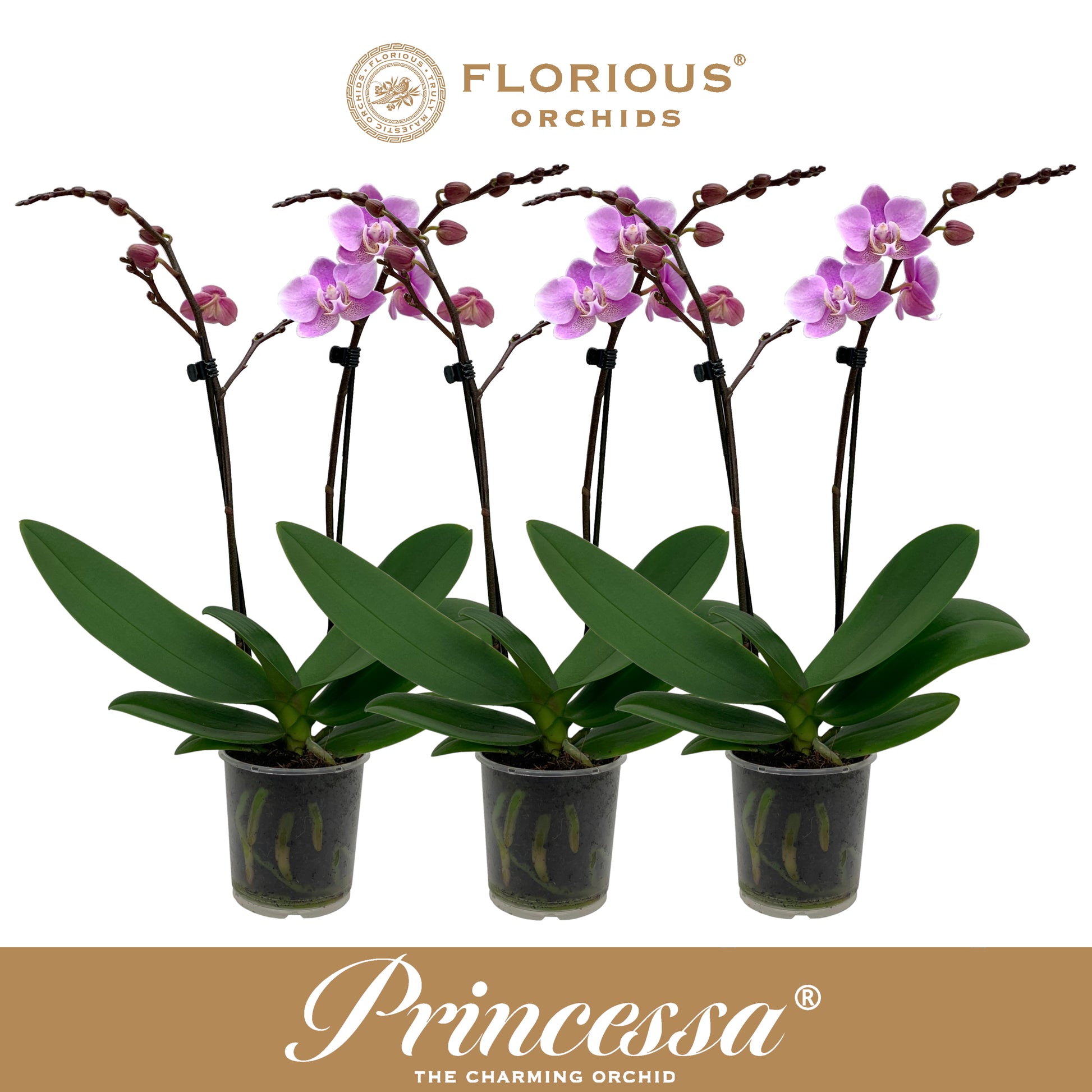 Phalaenopsis pink 40cm 9cm Pot