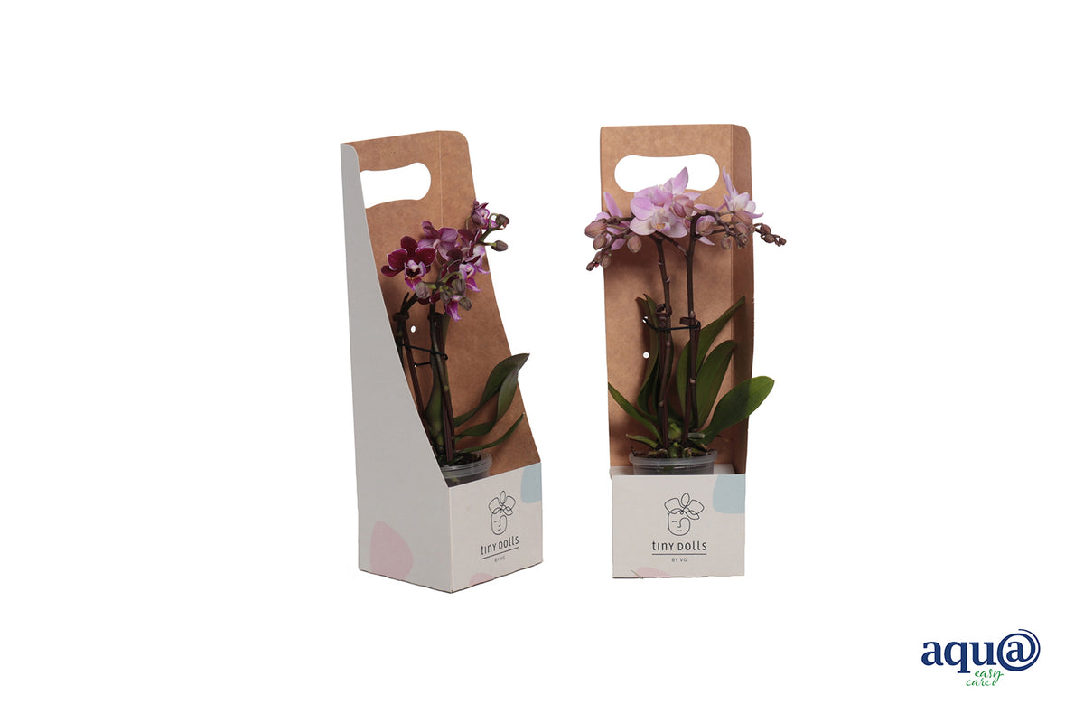 Phalaenopsis hybrid 17cm 6cm Pot