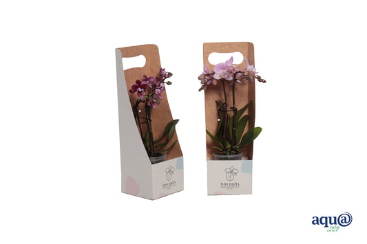Phalaenopsis hybrid 17cm 6cm Pot