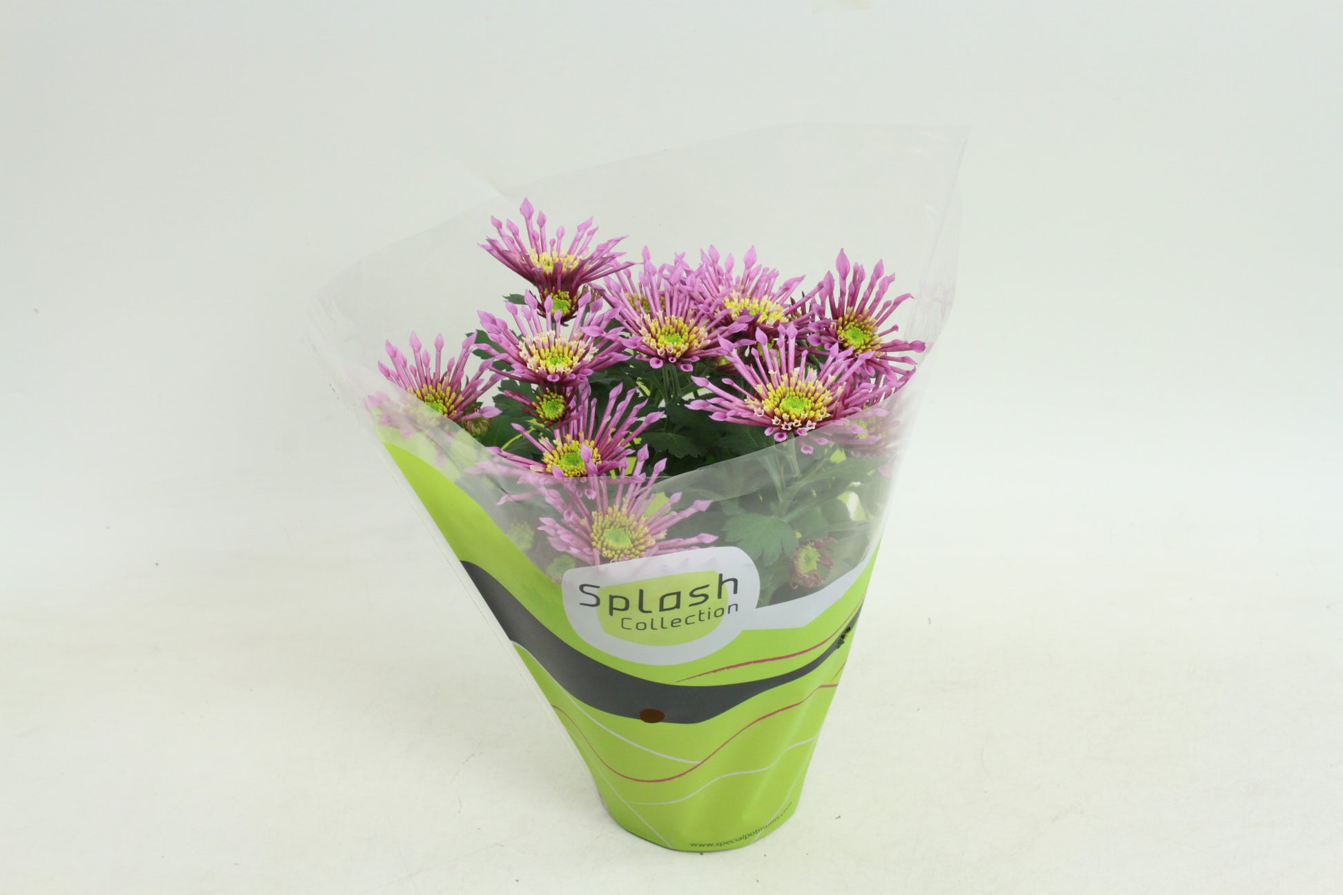 Chrysanthemum Splash Intense Pink 20cm 12cm Pot
