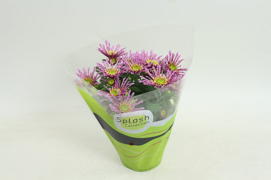 Chrysanthemum Splash Intense Pink 20cm 12cm Pot