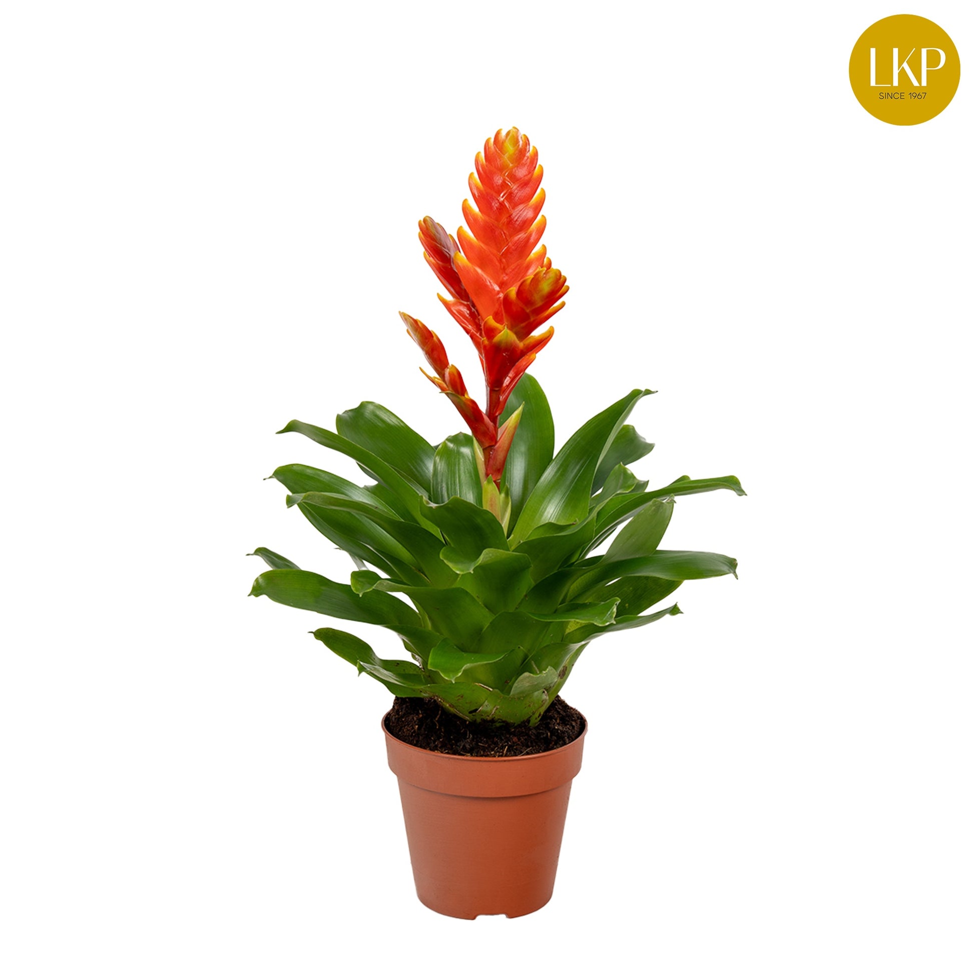 LKP plants Vriesea Sparkle Pack of 11