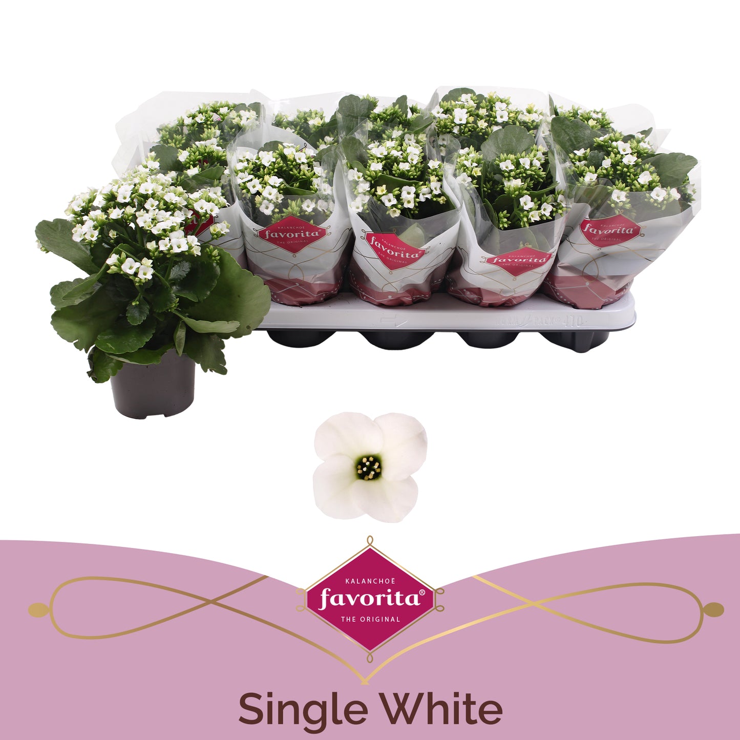 Kalanchoe white 22cm 10.5cm Pot