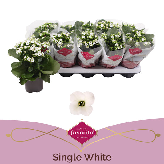 Kalanchoe white 22cm 10.5cm Pot