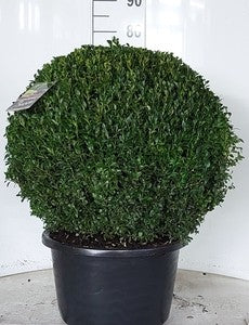 Buxus sempervirens ball 80cm 38cm Pot