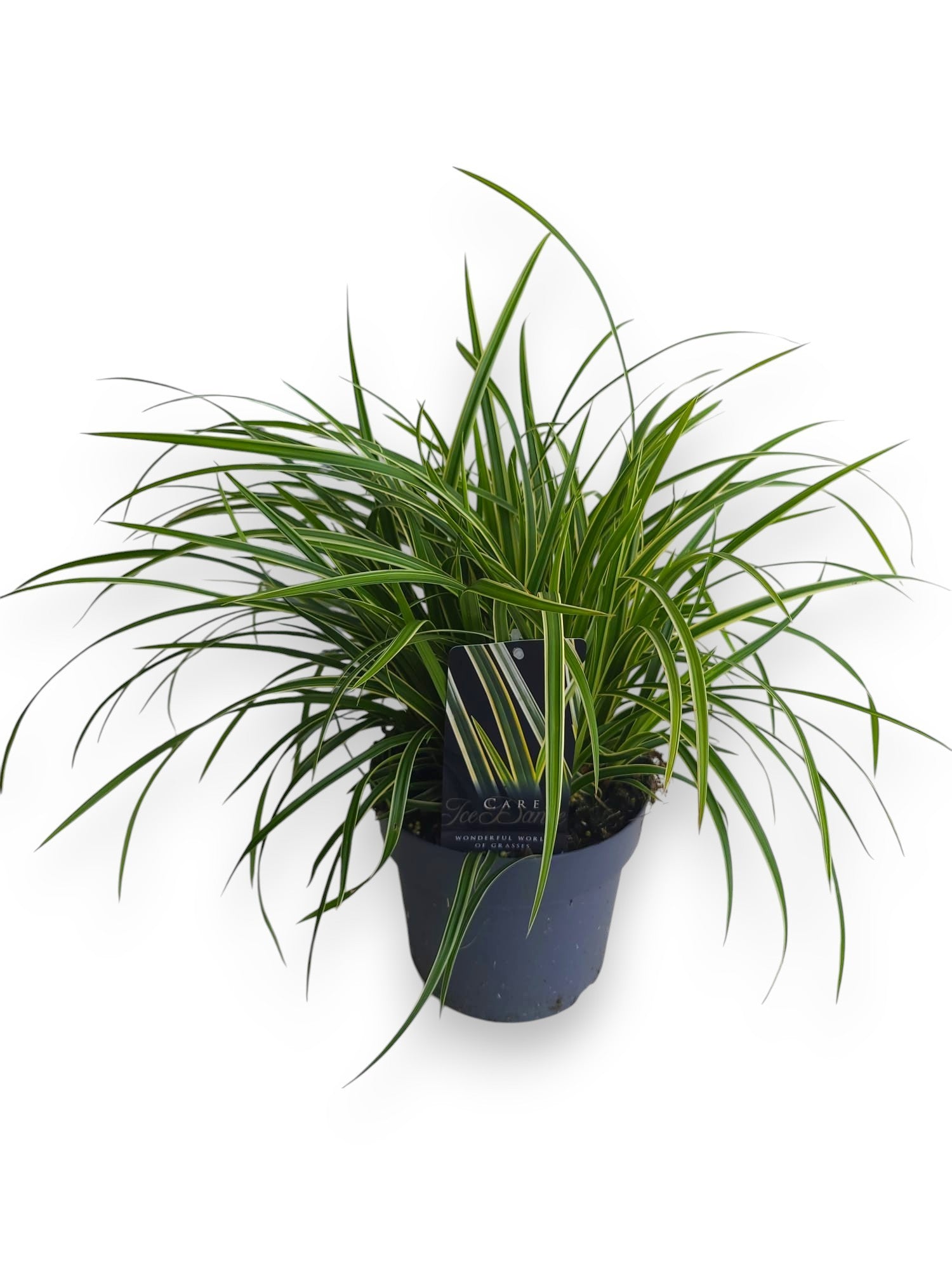 Carex morrowii Ice Dance 40cm 19cm Pot