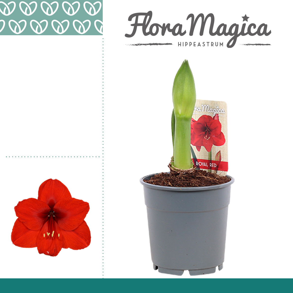 Hippeastrum red 20cm 12cm Pot