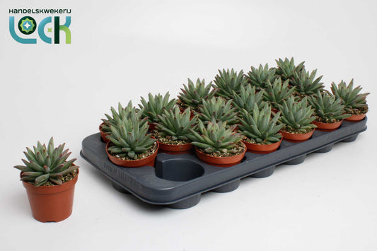 Echeveria hookeri 15cm 8.5cm Pot