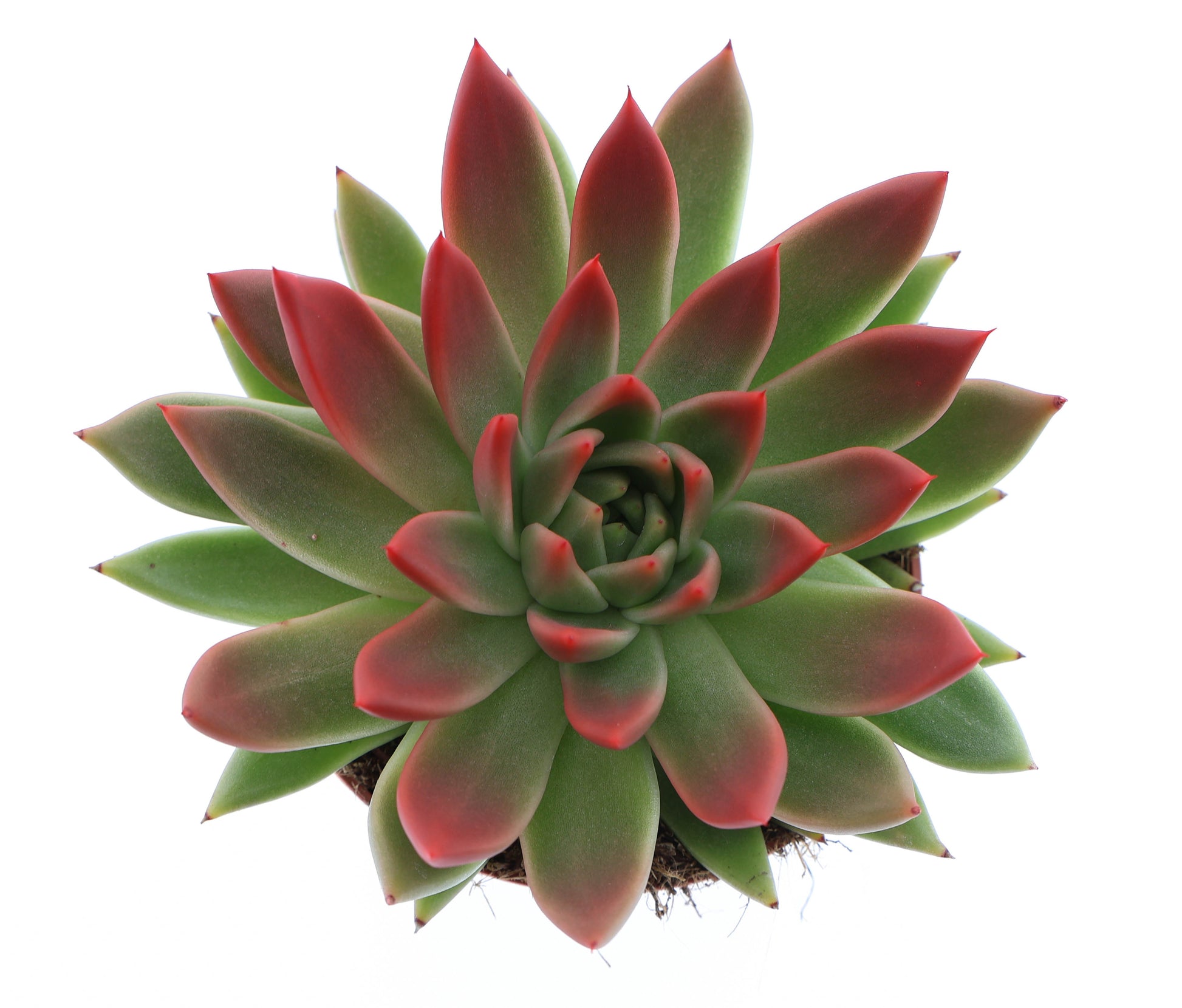 Miranda tips red 15cm 12cm Pot