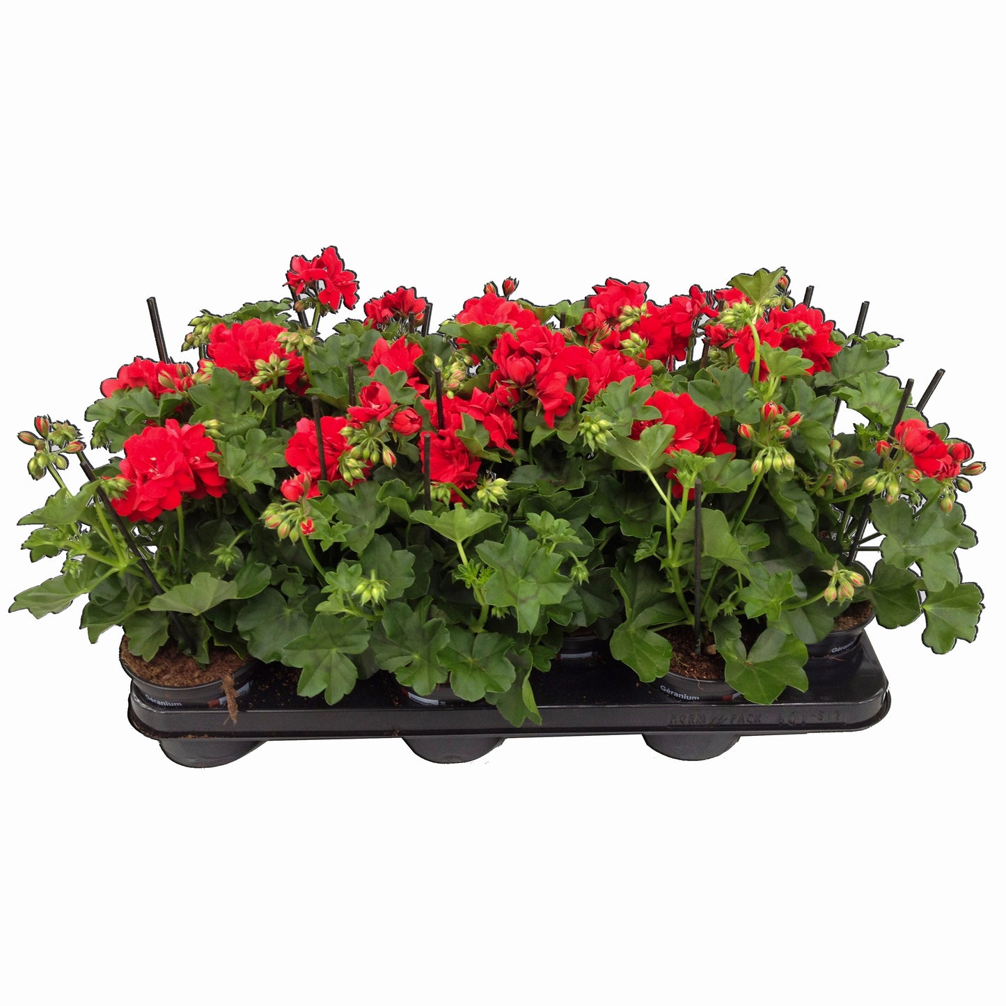 Pelargonium peltatum 25cm 510cm Pot